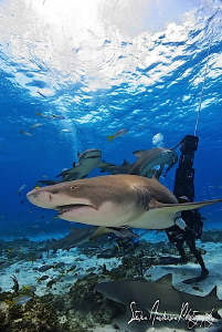 Ah yes!!! The Lemon Sharks of Tiger Beach are so much fun... by Steven Anderson 